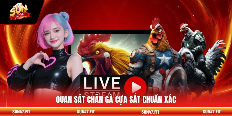 Quan sát chân gà cựa sắt chuẩn xác
